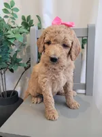 Jellybean (Magenta Collar), a female Goldendoodle for sale in Lincoln, CA – 4 of 6