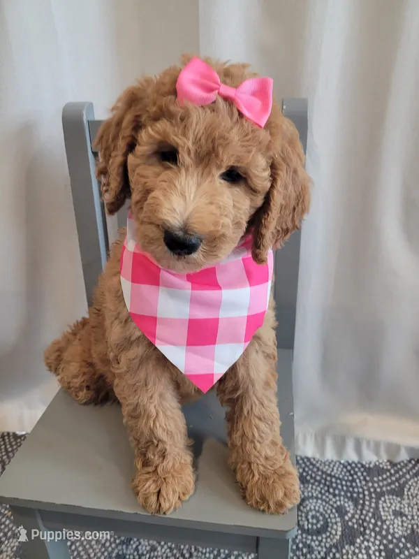 Lolly (Yellow Collar) – Goldendoodle puppy for sale in Lincoln, CA