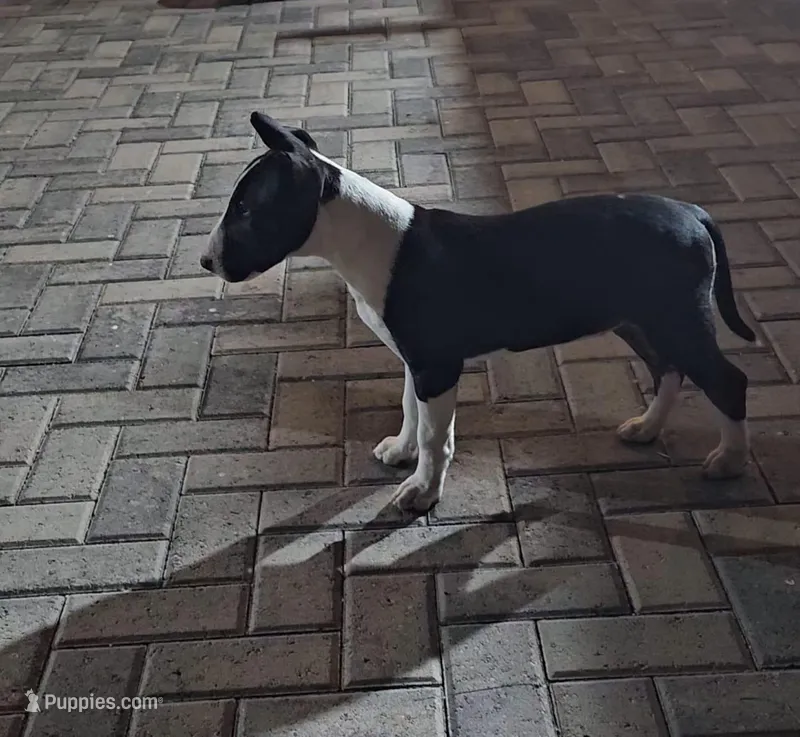 Acane – Bull Terrier puppy for sale in Mesa, AZ
