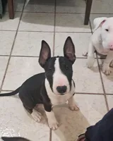 Acane, a female Bull Terrier for sale in Mesa, AZ – Photo 3 of 3