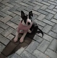 Acane, a female Bull Terrier for sale in Mesa, AZ – Photo 2 of 3