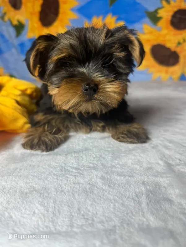 Dior – Yorkshire Terrier puppy for sale in Middleboro, MA