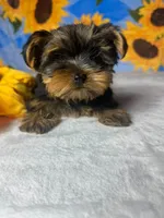 Dior, a male Yorkshire Terrier for sale in Middleboro, MA – 1 of 1