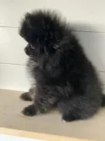 Delilah, a female Pomeranian for sale in Fort Wayne, IN – 2 of 7