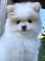Yeti, a male Pomeranian for sale in Fort Wayne, IN – 2 of 8