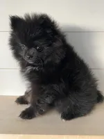 Delilah, a female Pomeranian for sale in Fort Wayne, IN – 3 of 7
