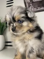 Solea , a female Pomeranian for sale in Fort Wayne, IN – Photo 5 of 6