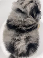 Solea , a female Pomeranian for sale in Fort Wayne, IN – Photo 3 of 6
