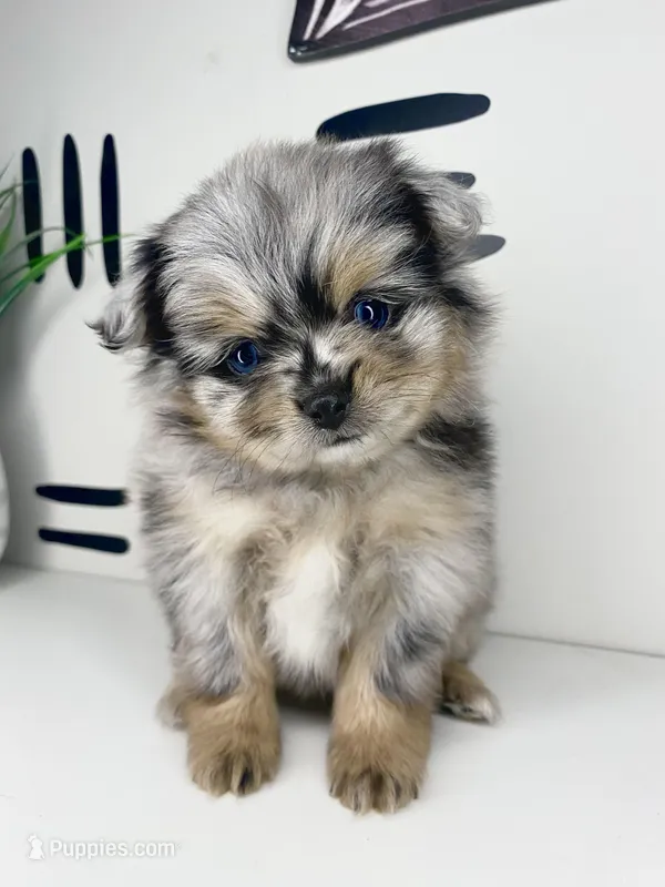 Solea  – Pomeranian puppy for sale in Fort Wayne, IN