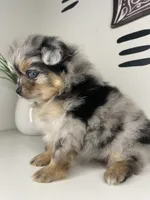 Solea , a female Pomeranian for sale in Fort Wayne, IN – Photo 4 of 6