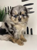 Solea , a female Pomeranian for sale in Fort Wayne, IN – Photo 6 of 6