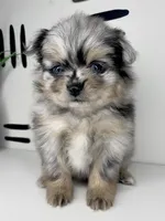 Solea , a female Pomeranian for sale in Fort Wayne, IN – Photo 2 of 6