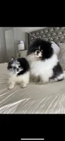 Yeti, a male Pomeranian for sale in Fort Wayne, IN – 7 of 8
