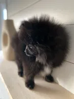 Delilah, a female Pomeranian for sale in Fort Wayne, IN – 4 of 7