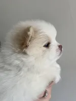 Lumi, a male Pomeranian for sale in Fort Wayne, IN – Photo 7 of 8