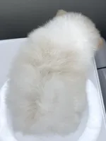 Lumi, a male Pomeranian for sale in Fort Wayne, IN – Photo 3 of 8