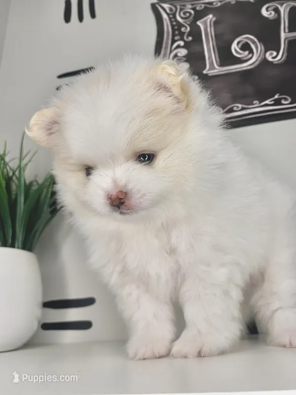 Lumi – Pomeranian puppy for sale in Fort Wayne, IN