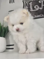 Lumi, a male Pomeranian for sale in Fort Wayne, IN – Photo 1 of 8