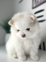 Lumi, a male Pomeranian for sale in Fort Wayne, IN – Photo 2 of 8