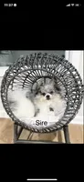 Yeti, a male Pomeranian for sale in Fort Wayne, IN – 6 of 8