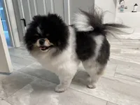 Delilah, a female Pomeranian for sale in Fort Wayne, IN – 6 of 7