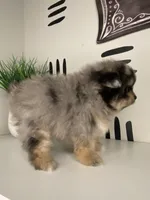 Nori, a female Pomeranian for sale in Fort Wayne, IN – Photo 3 of 6