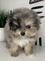 Nori, a female Pomeranian for sale in Fort Wayne, IN – Photo 4 of 6