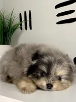 Nori, a female Pomeranian for sale in Fort Wayne, IN – Photo 2 of 6