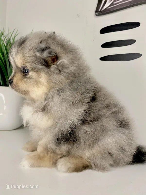 Nori – Pomeranian puppy for sale in Fort Wayne, IN