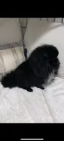 Yeti, a male Pomeranian for sale in Fort Wayne, IN – 8 of 8
