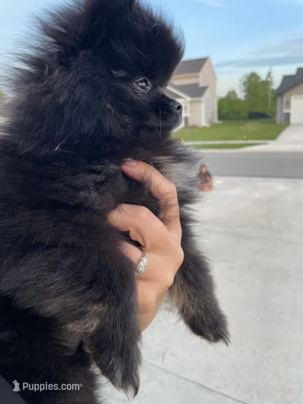 Delilah – Pomeranian puppy for sale in Fort Wayne, IN