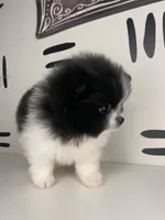 Iris, a female Pomeranian for sale in Fort Wayne, IN – Photo 5 of 6