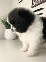 Iris, a female Pomeranian for sale in Fort Wayne, IN – Photo 4 of 6