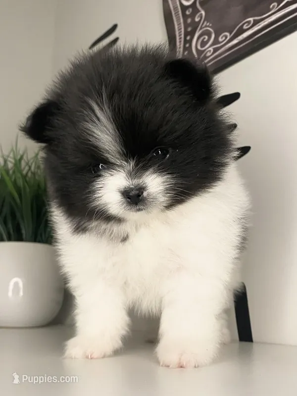 Iris – Pomeranian puppy for sale in Fort Wayne, IN