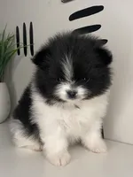 Iris, a female Pomeranian for sale in Fort Wayne, IN – Photo 2 of 6