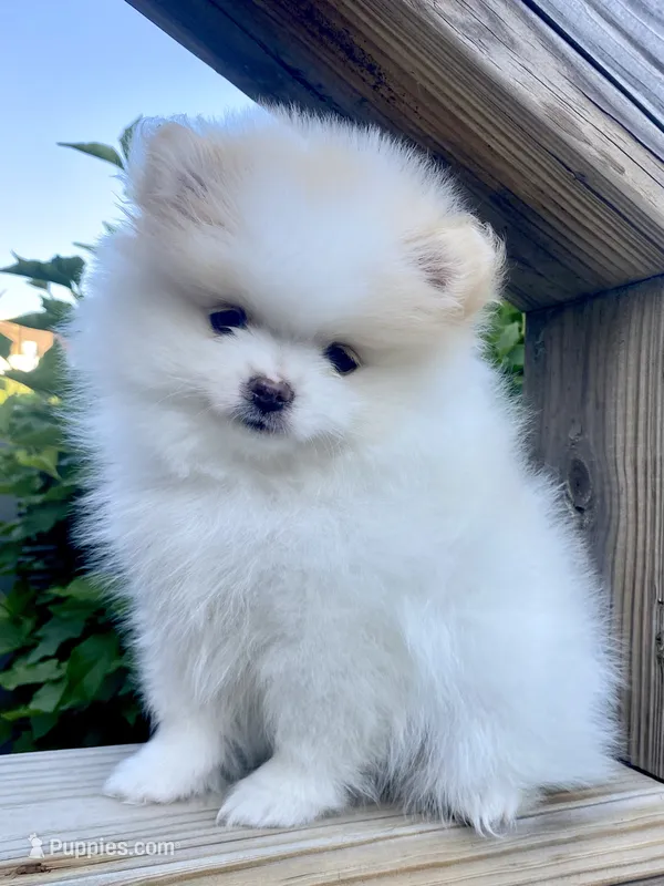 Yeti, a male Pomeranian for sale in Fort Wayne, IN – 1 of 8