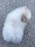 Yeti, a male Pomeranian for sale in Fort Wayne, IN – 3 of 8