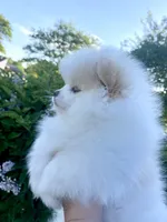Yeti, a male Pomeranian for sale in Fort Wayne, IN – 4 of 8