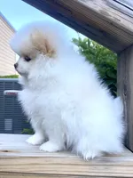 Yeti, a male Pomeranian for sale in Fort Wayne, IN – 5 of 8
