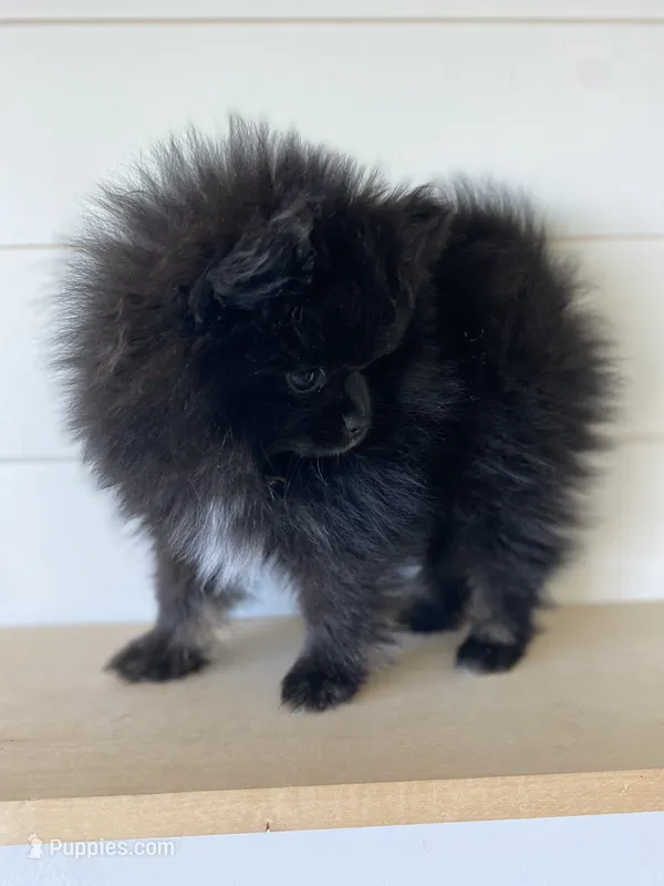 Delilah – Pomeranian puppy for sale in Fort Wayne, IN