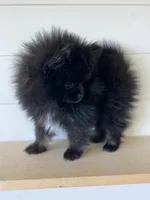 Delilah, a female Pomeranian for sale in Fort Wayne, IN – 1 of 7