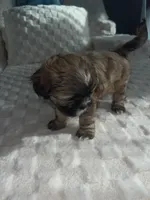 Shih tzu, a female Shih Tzu for sale in Milwaukee, WI – Photo 2 of 2