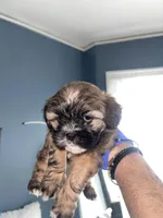 Shih tzu, a female Shih Tzu for sale in Milwaukee, WI – Photo 1 of 2