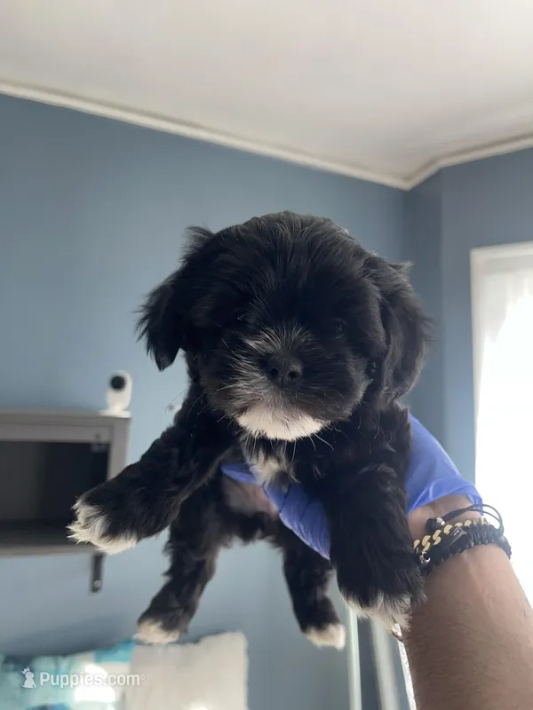 Shih tzu – Shih Tzu puppy for sale in Milwaukee, WI