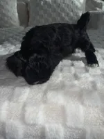 Shih tzu, a female Shih Tzu for sale in Milwaukee, WI – Photo 2 of 2