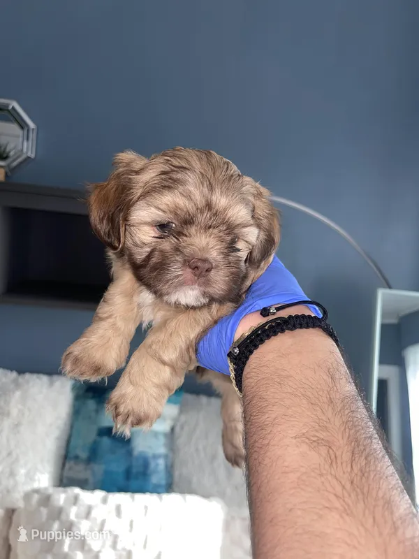 Shih tzu – Shih Tzu puppy for sale in Milwaukee, WI