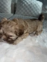 Shih tzu, a female Shih Tzu for sale in Milwaukee, WI – Photo 2 of 2