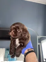 Shih tzu, a female Shih Tzu for sale in Milwaukee, WI – Photo 2 of 2