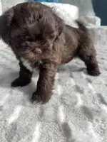 Shih tzu, a female Shih Tzu for sale in Milwaukee, WI – Photo 1 of 2