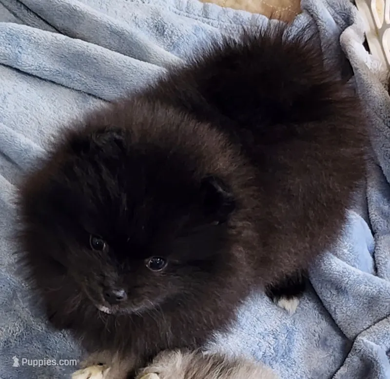 Rowdy – Pomeranian puppy for sale in Tenino, WA